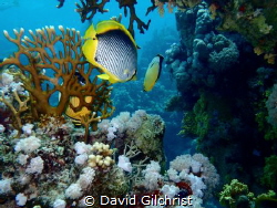 A pair of fish beckon me to follow them for an adventure ... by David Gilchrist 